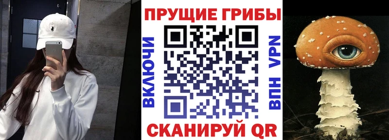 Псилоцибиновые грибы Psilocybine cubensis  Шахунья 